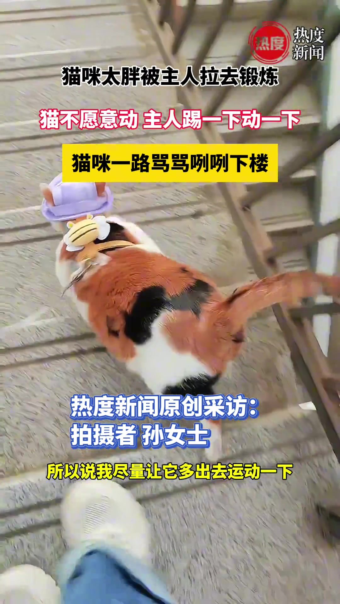加菲猫真人版？！