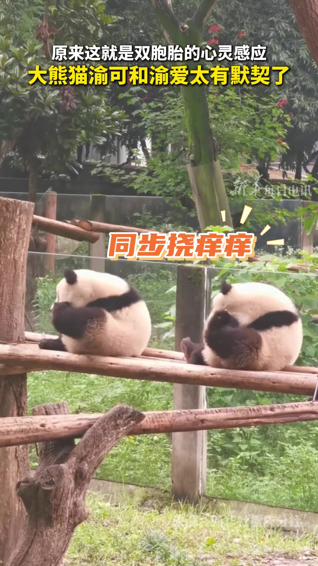 原来双胞胎大熊猫也这么有默契
