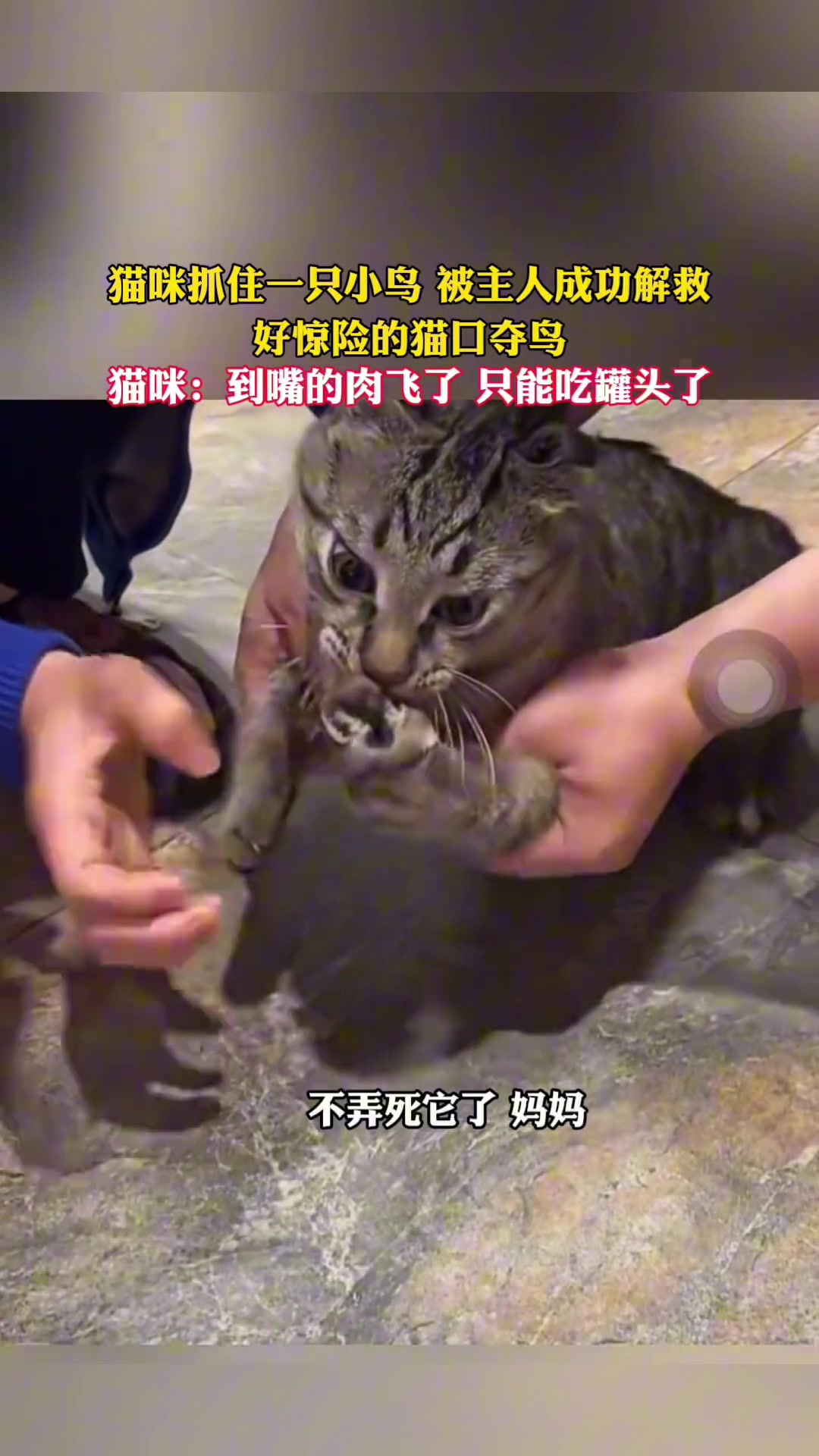 猫咪咬住一只鸟，被主人成功解救！