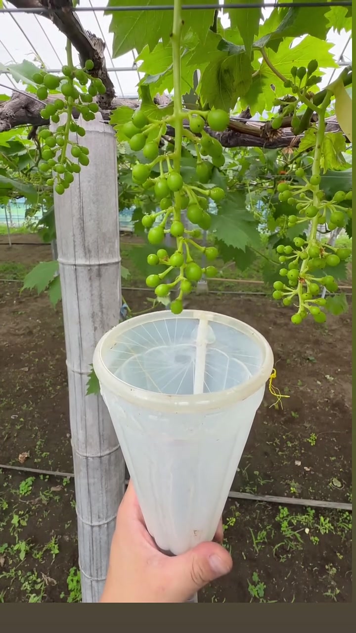 阳光玫瑰葡萄膨大处理，这种对人体会有害吗？
