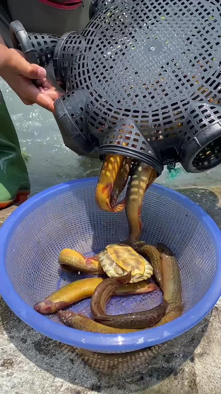 这真能抓到鱼吗？盖子都是封着的怎么抓到的