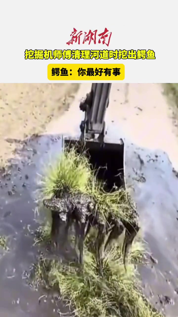 鳄鱼：你最好有事