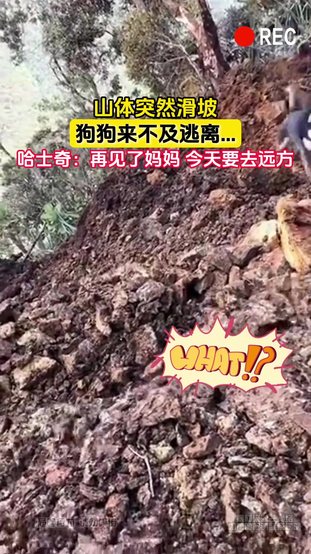 山体突然滑坡 狗狗来不及逃离