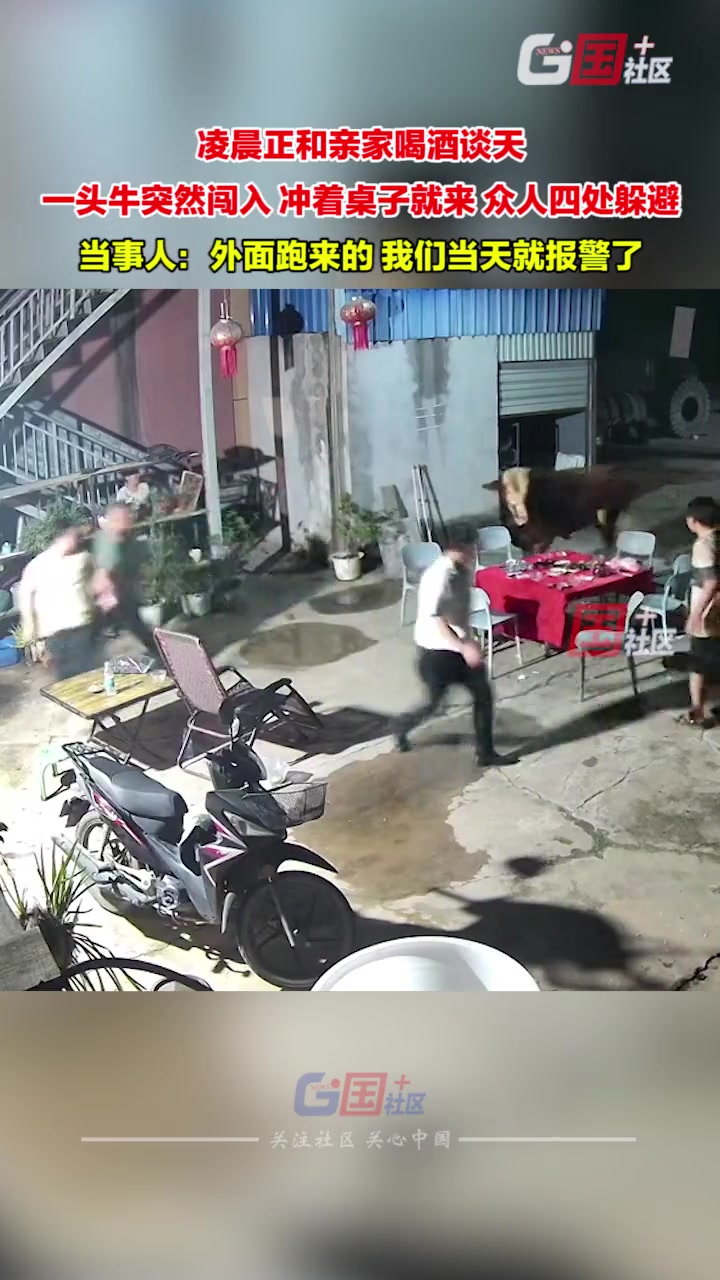 凌晨正和亲家喝酒谈天 一头牛突然闯入冲着桌子就来