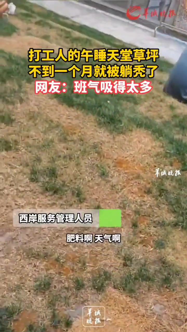 打工人的午睡天堂草坪 不到一个月就被躺秃了