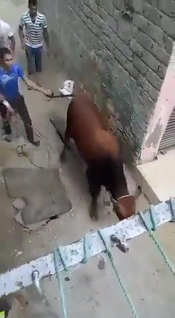 牛脾气上来可不是闹着玩的！这么搞它能不急眼吗？