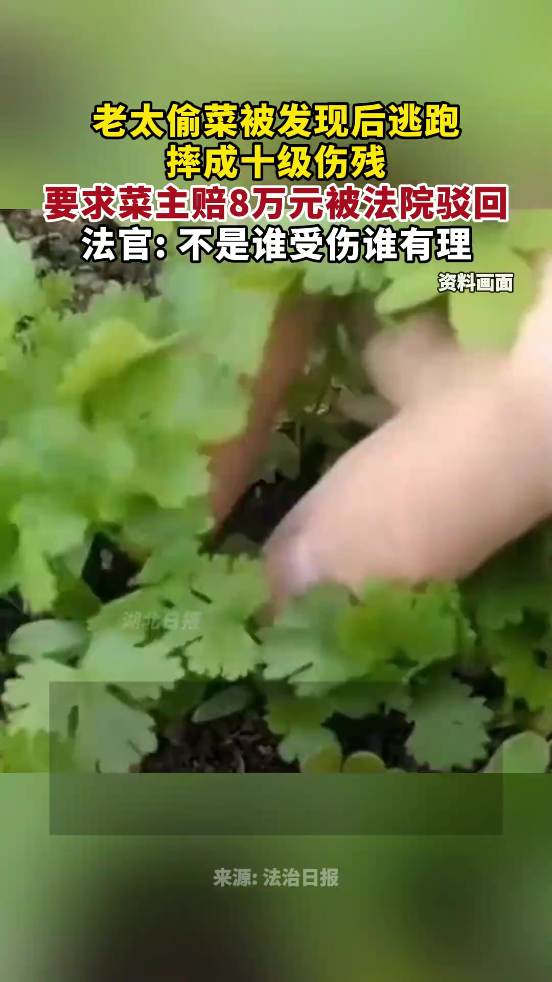 老太偷菜逃跑摔成十级伤残索8万被拒不是谁受伤谁有理