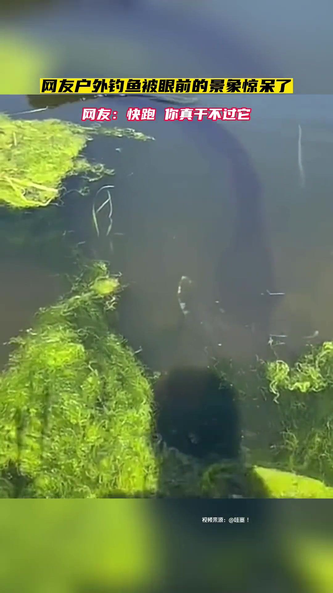 网友户外钓鱼被眼前的景象惊呆了 巨鱼啊