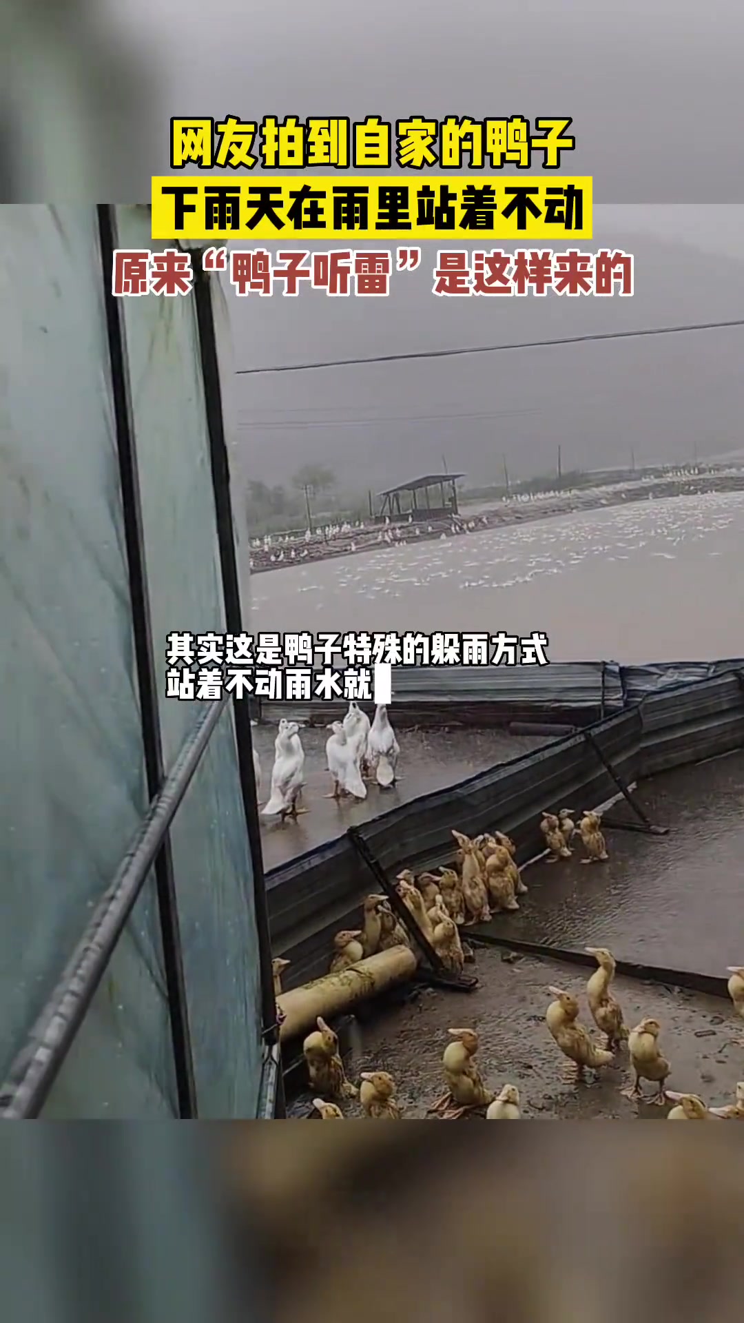 鸭子在雨里站着不动是因为什么呢？
