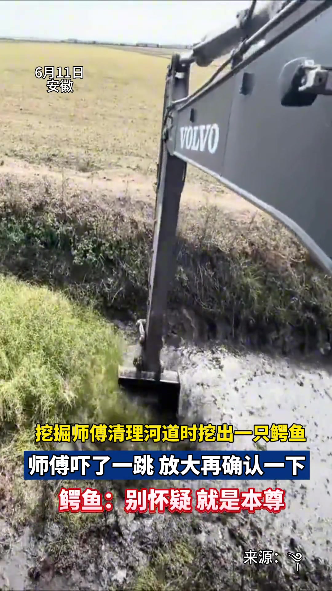 挖掘机师傅清理河道时挖出一只鳄鱼