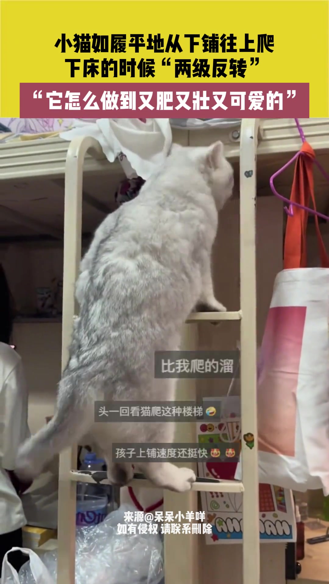 小猫如履平地从下铺往上爬，下床的时候“两级反转