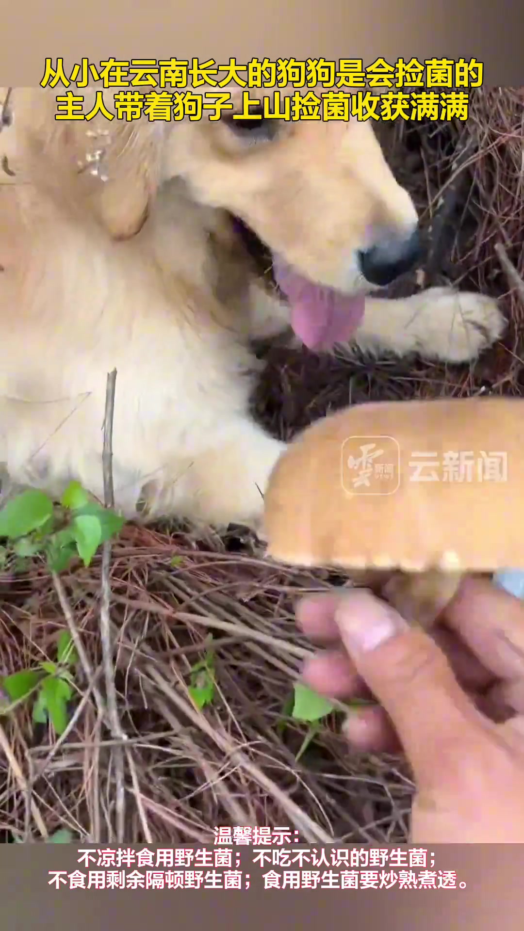 从小在云南长大的狗狗是会捡菌的......
