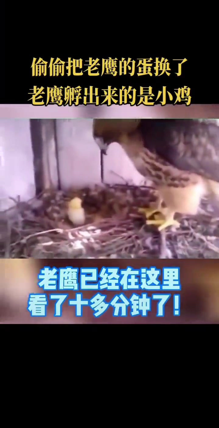 一世鹰名，毁于一蛋！