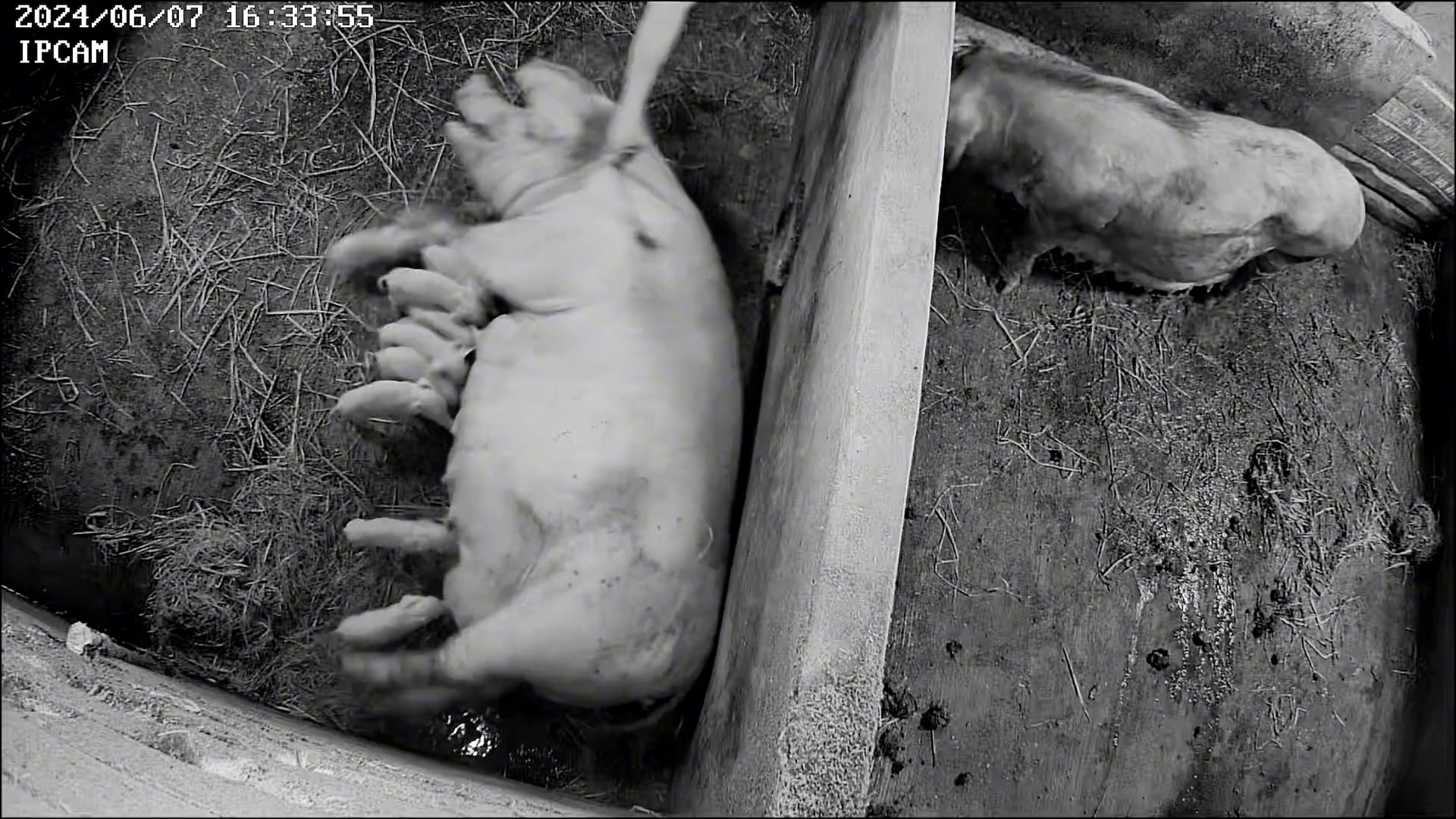 给母猪打消炎针，小猪仔都被踢飞了~