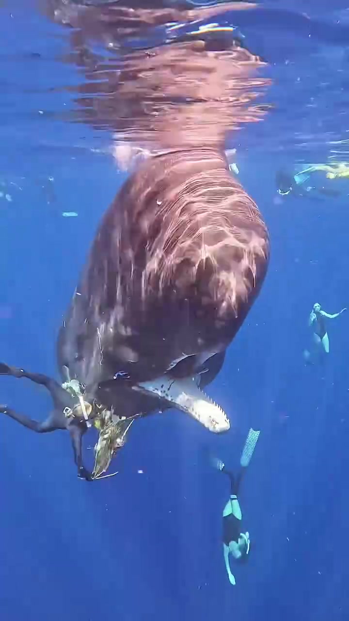 这是什么生物？鲸鱼吗？看起来有点不像？