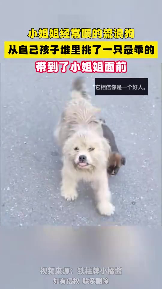这是我最乖的孩子了！请您好好对它！