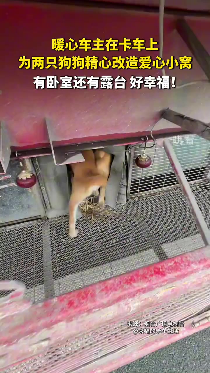 这不是普通的狗，更是漫长路途中的好伙伴！