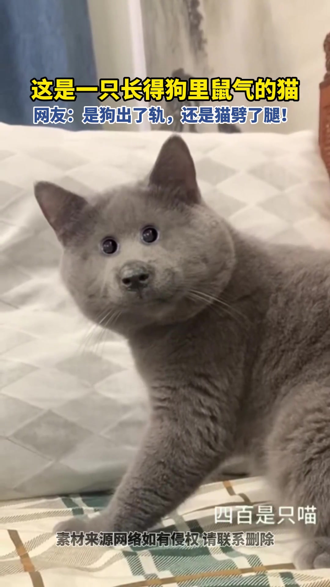 一只狗里鼠气的猫猫，是狗出了轨还是猫劈了腿