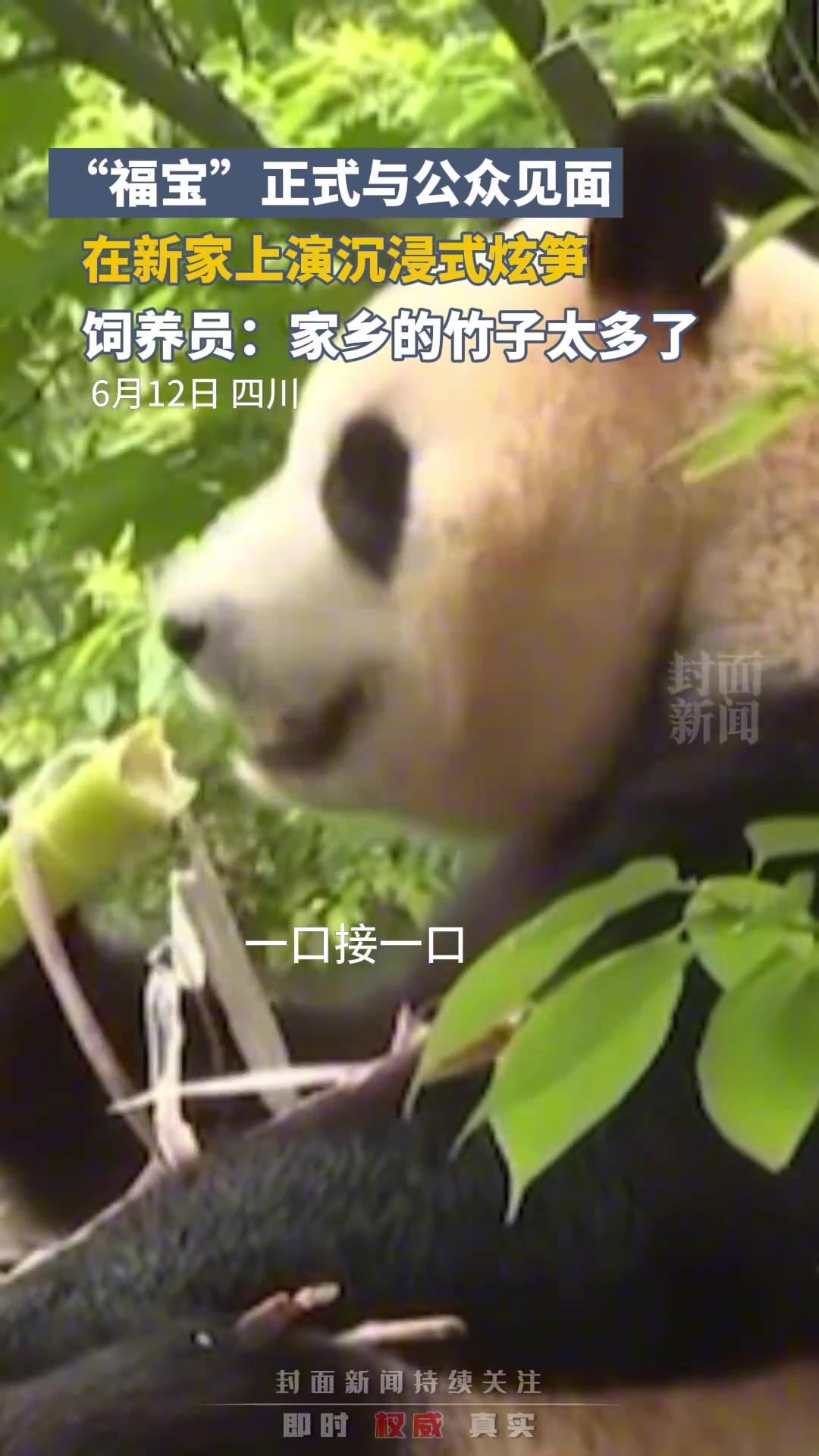 “福宝”正式与公众见面，在新家上演沉浸式炫笋