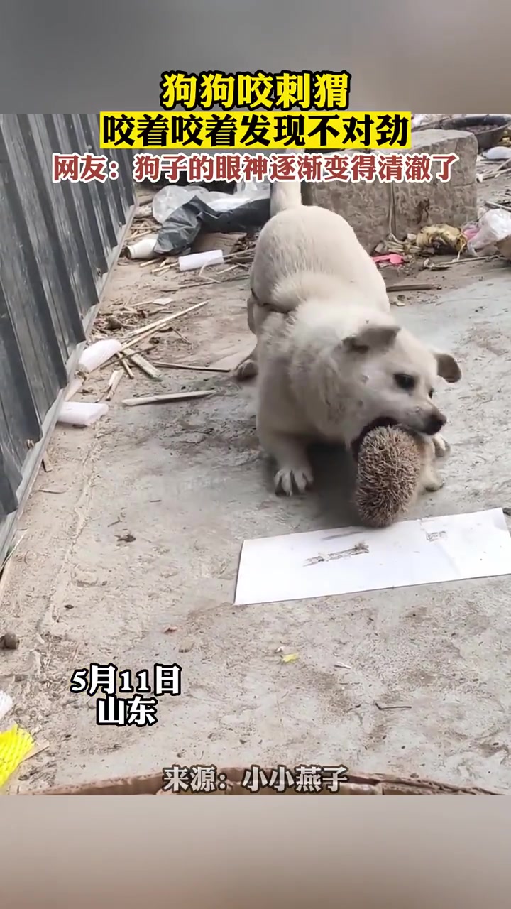 狗想吃刺猬？遇到“刺头”了！