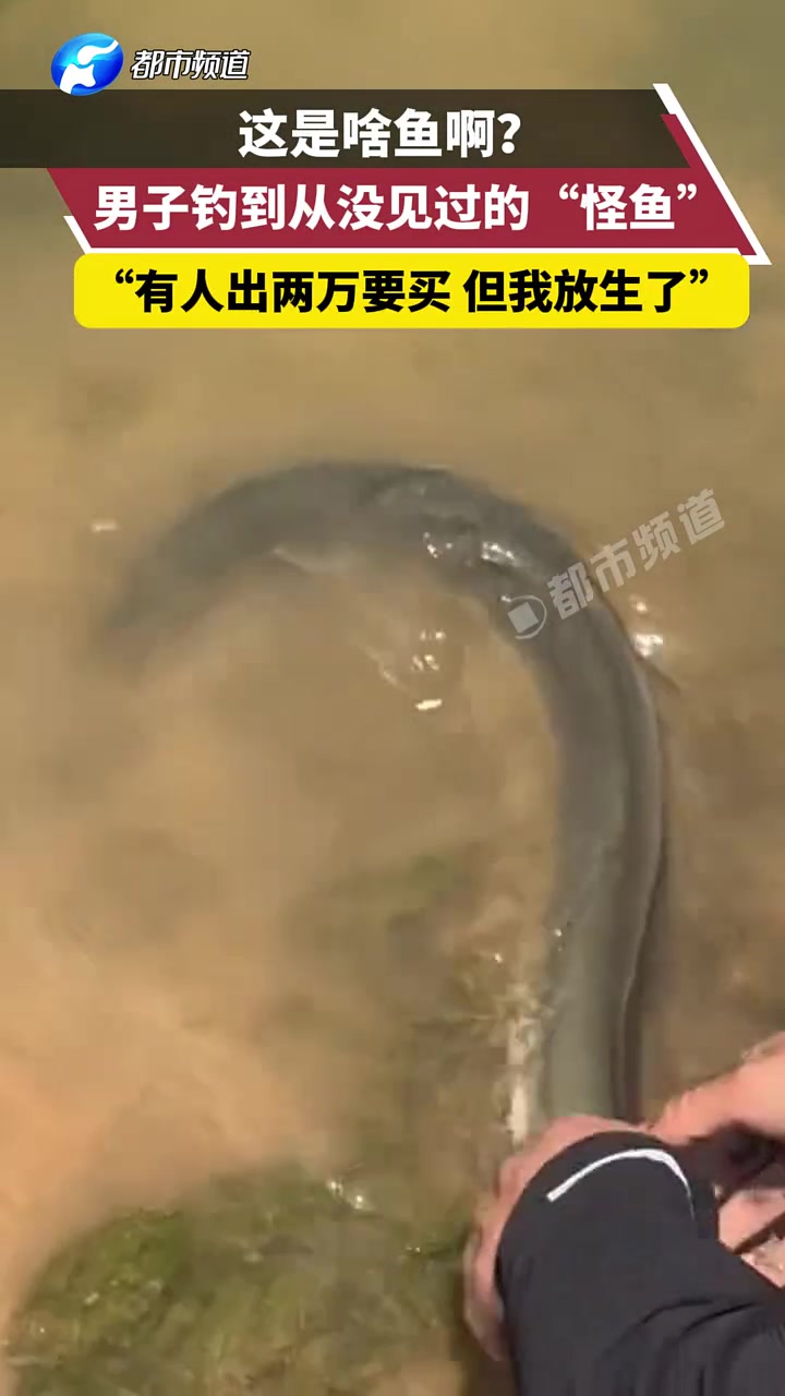 这钓上来的是啥鱼啊？两万都没卖