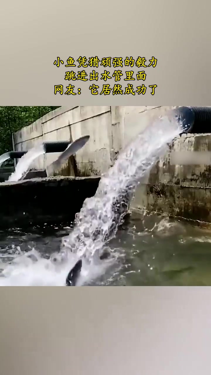 所以说实现跃迁还得靠自己跳的高！
