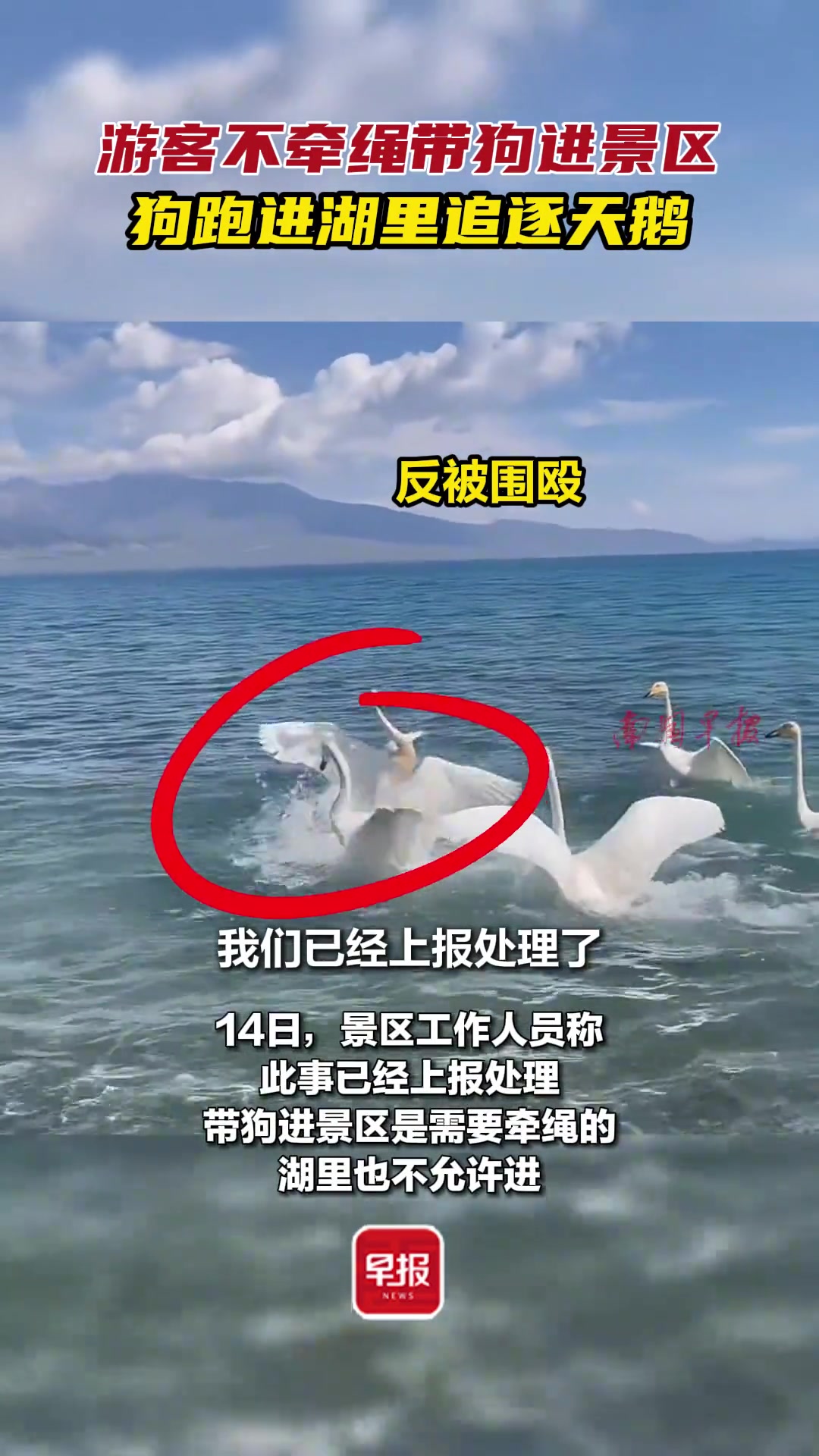 游客不牵绳带狗进景区，狗跑进湖里追逐天鹅！