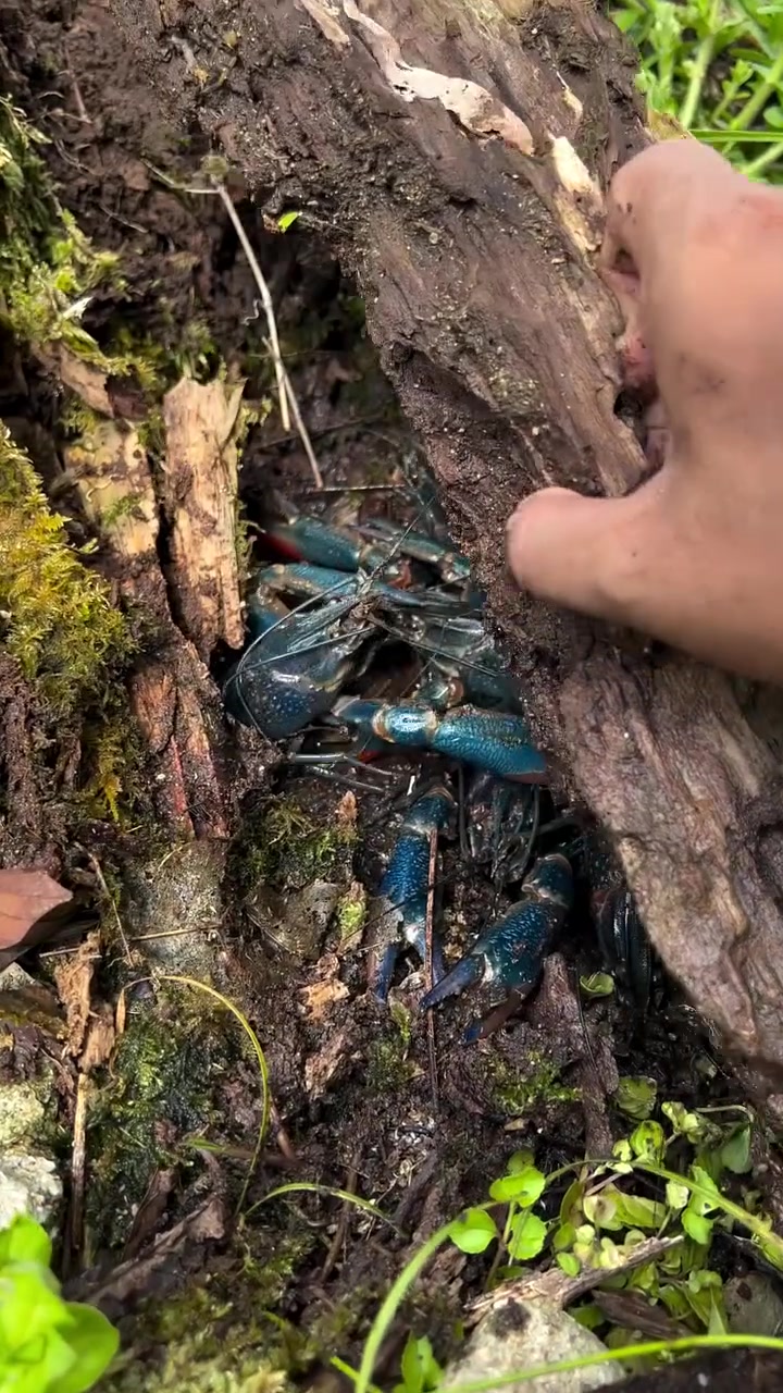 这种蓝色的龙虾真的可以吃吗