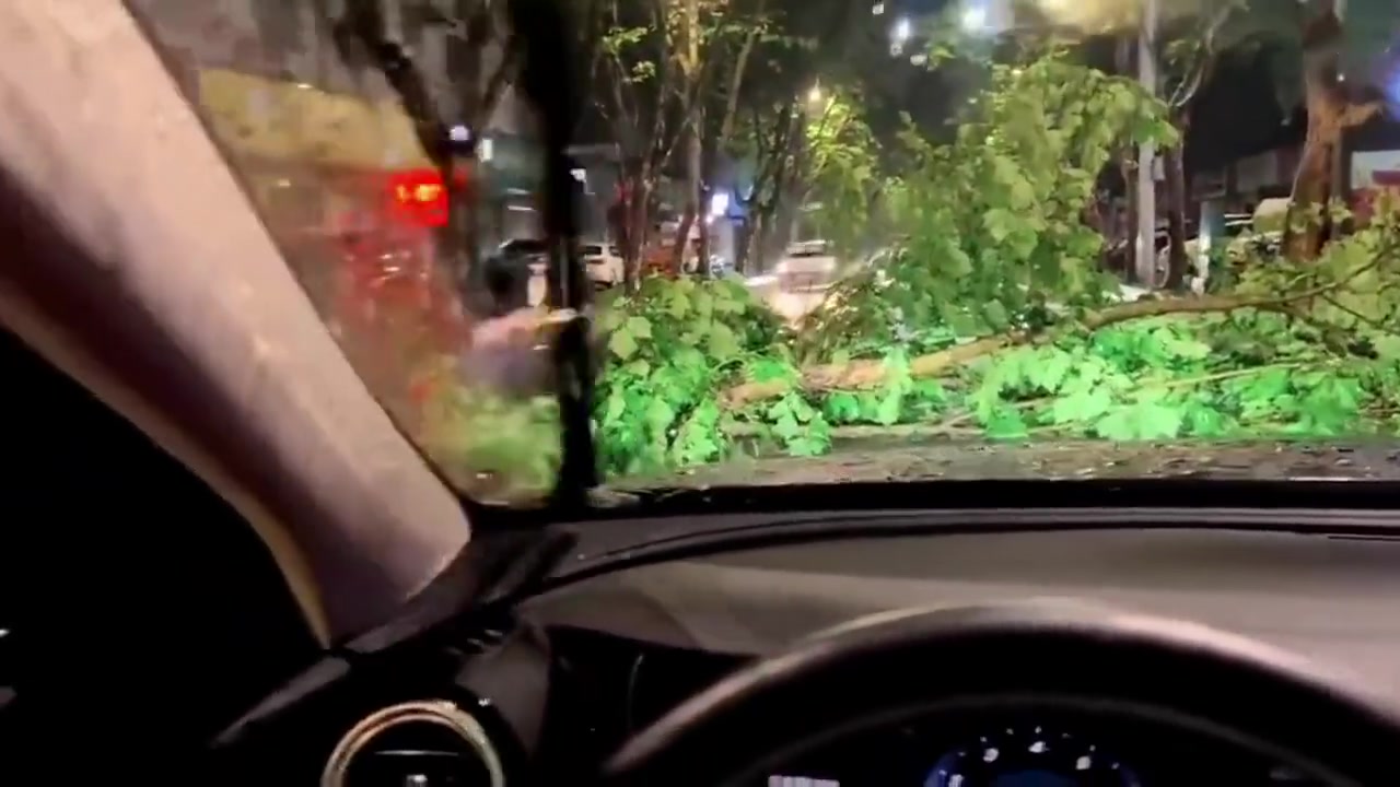 不能看不见吧？这么大的树横在路中，竟然直冲上去