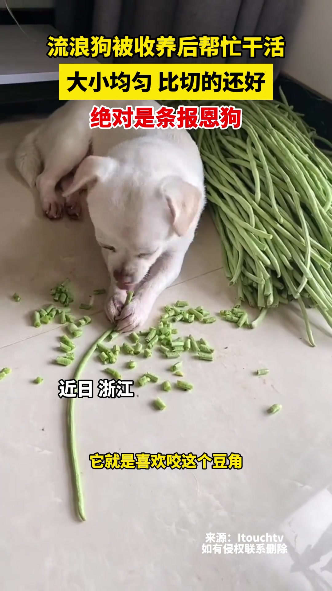 它都帮你摘菜了，你倒是炒起来吃啊