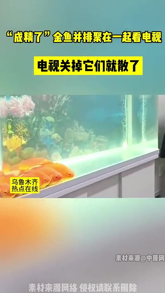 七秒记忆的鱼成精了
