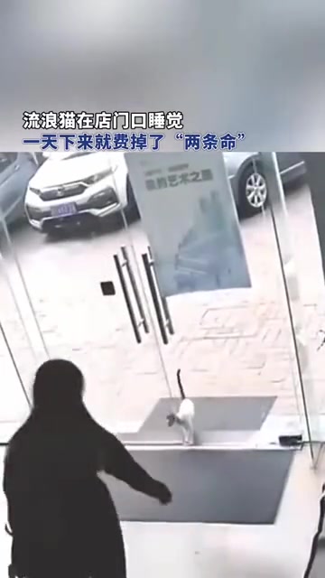 猫：我脑袋让门夹了