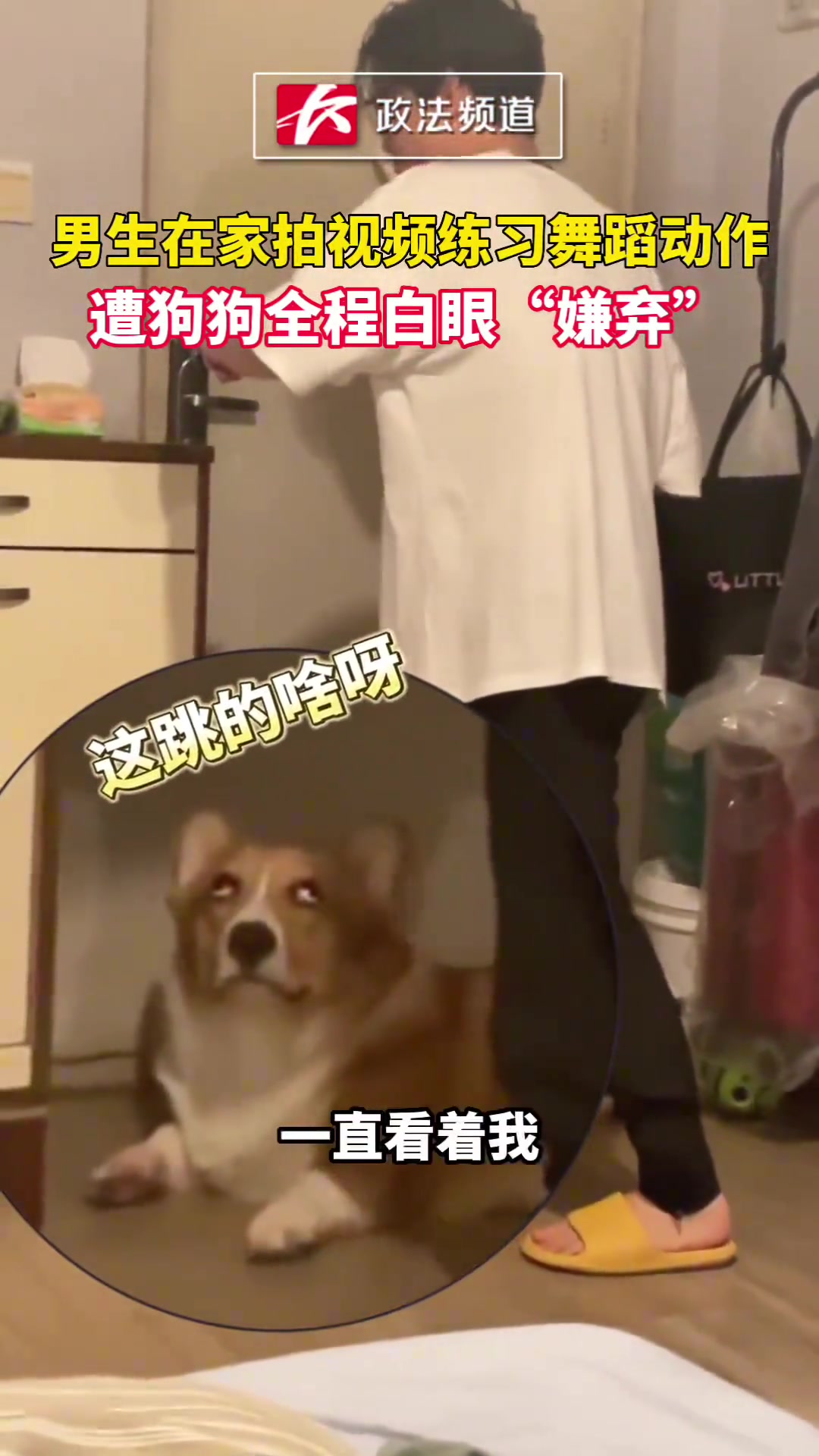 狗：跳的什么玩意？