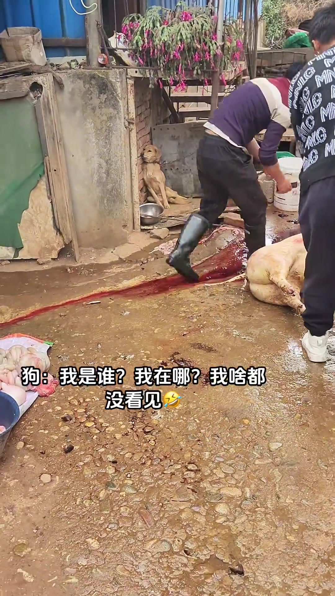 狗子：我是谁，我在哪，我啥都没看见！