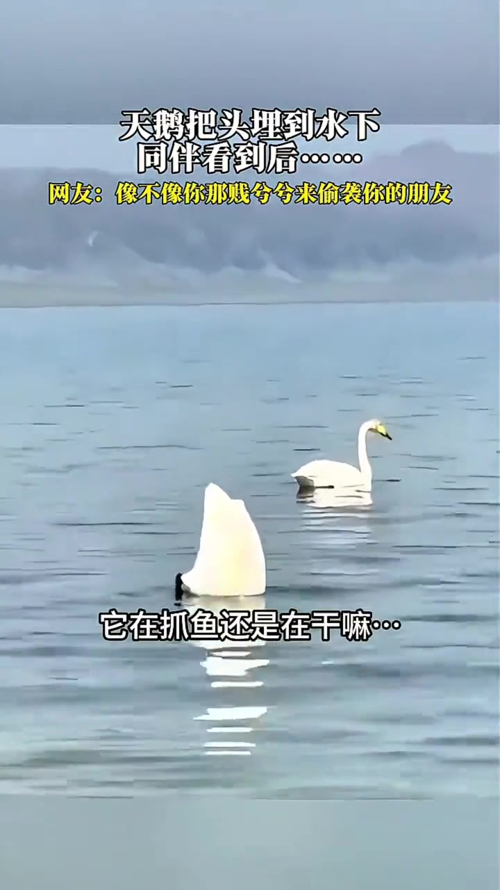 看来动物界也不缺老6啊
