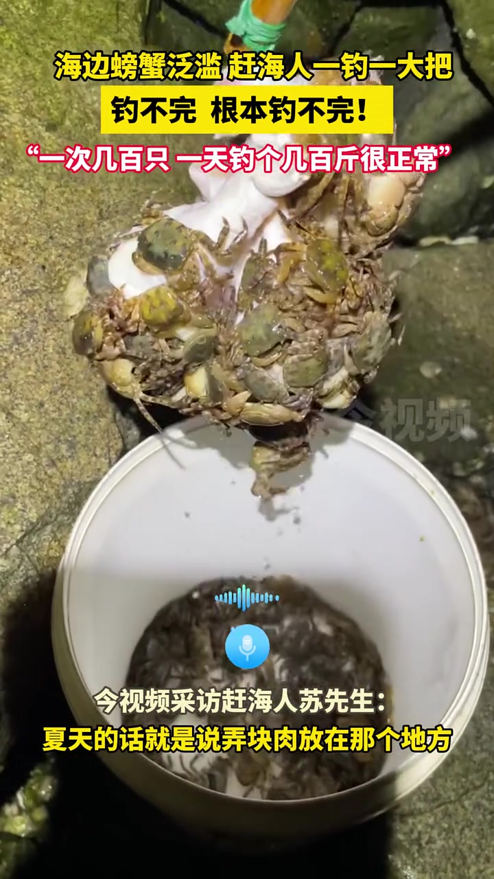 海边螃蟹泛滥 赶海人一钓一大把， 根本钓不完！