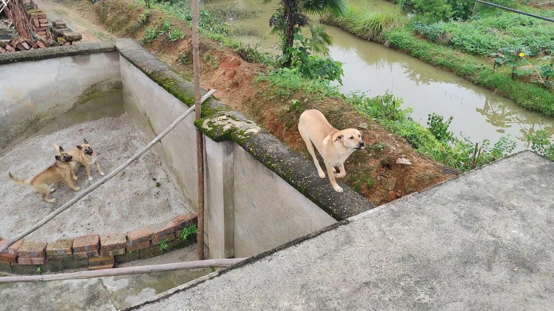 中华田园犬 我家狗子会爬墙 ！