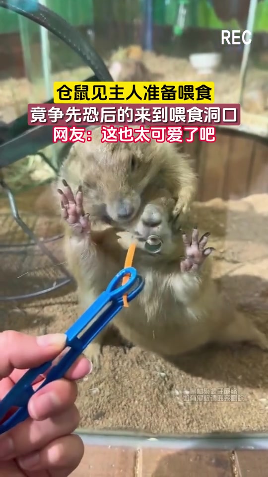 别吃！别吃！我来吃！