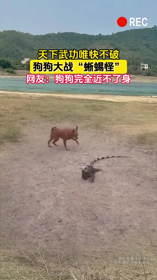 印度人第一个过来劝架！