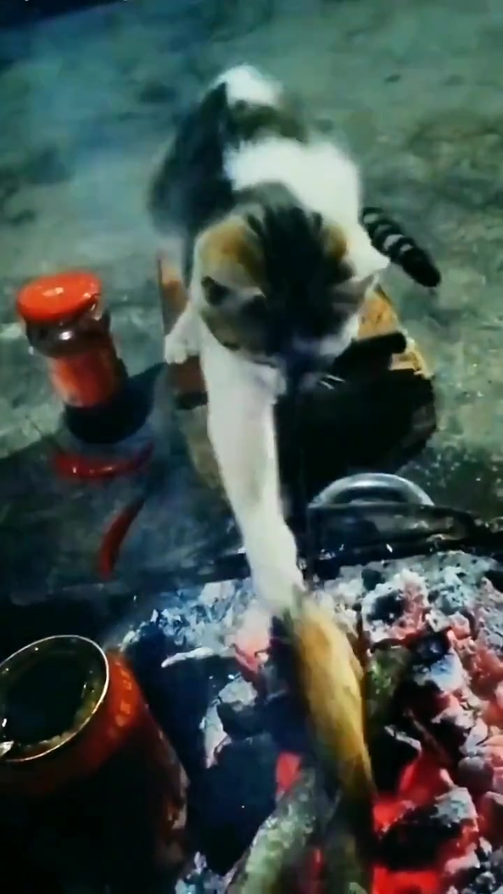 有独立能力了，可以分家了
