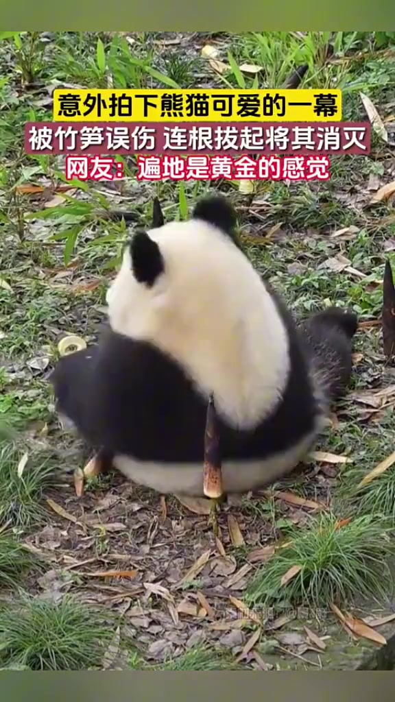 遍地是黄金 吃不完，根本吃不完