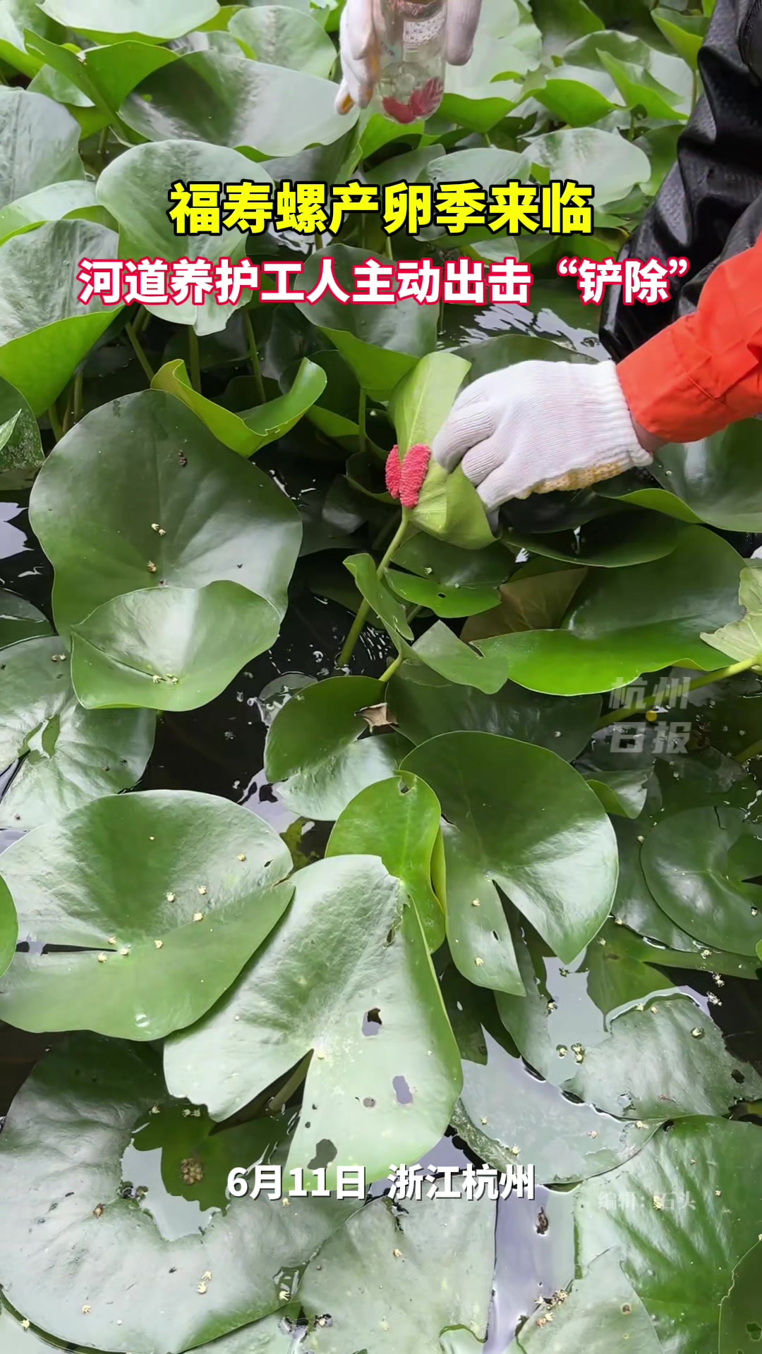 外来入侵物种！河道养护工人主动出击铲除福寿螺！