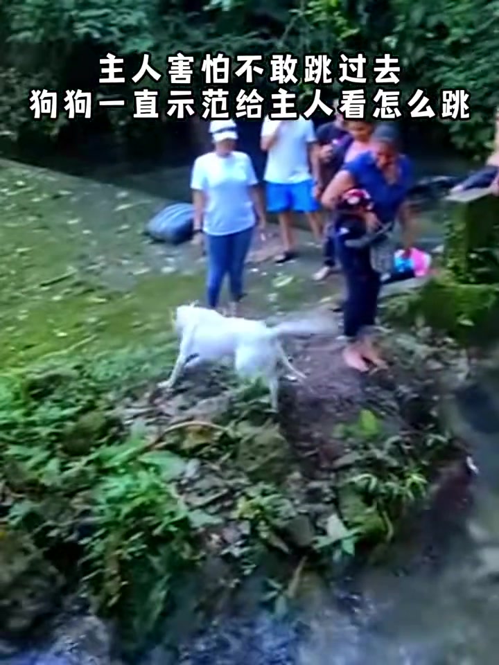 狗子“主人，先这样然后再这样，你看，多简单”