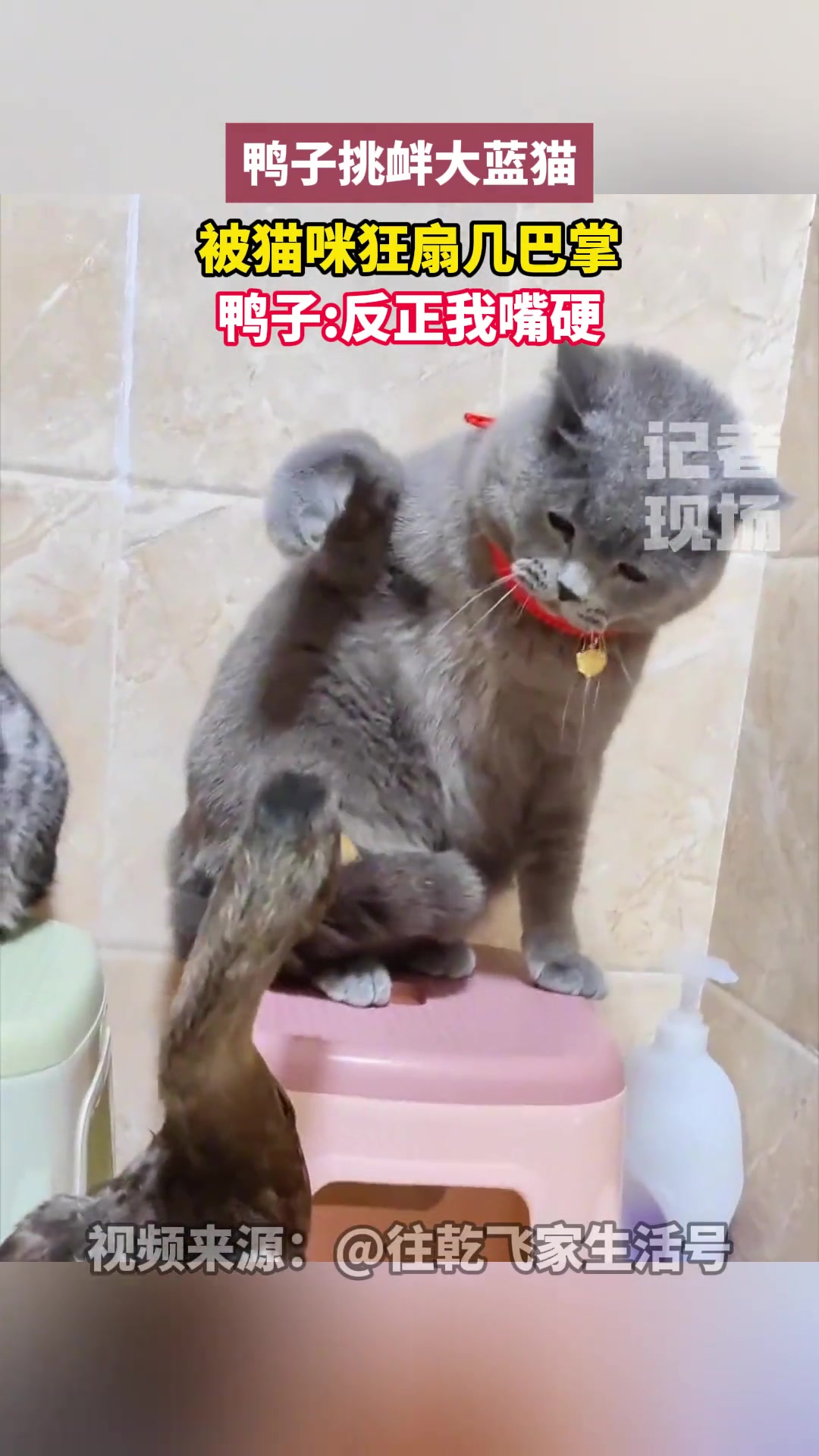 鸭子挑衅大蓝猫，被猫咪狂扇几巴掌，但抵不过鸭子嘴硬