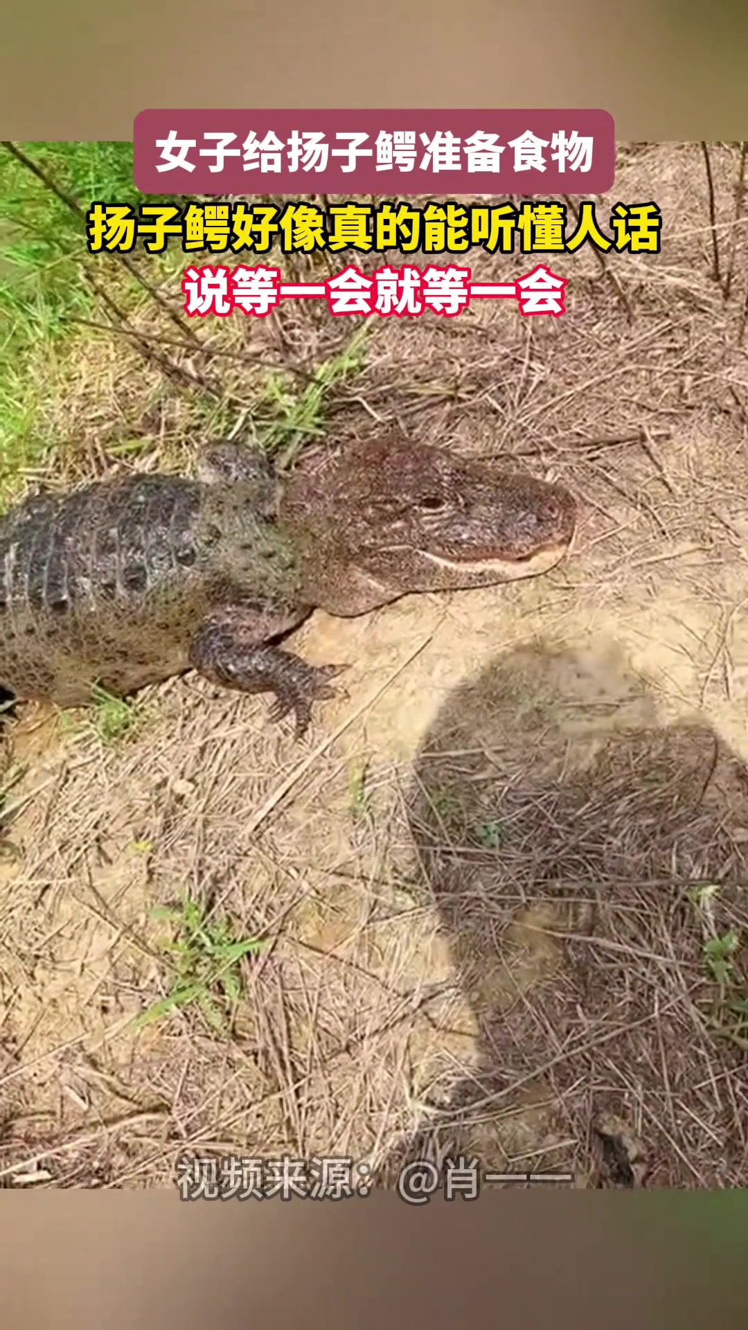 扬子鳄好像真能听懂人话，女子投食让等一会就等一会