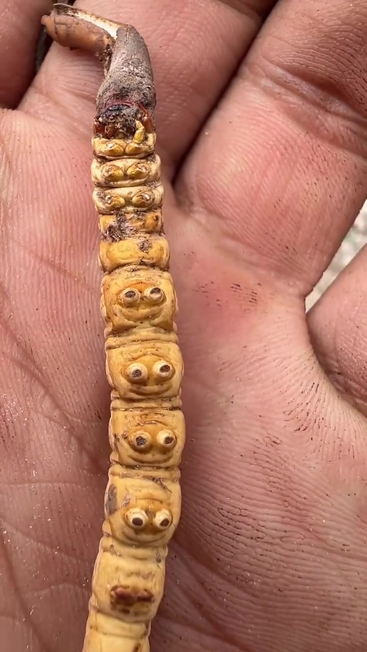 这虫草太漂亮了