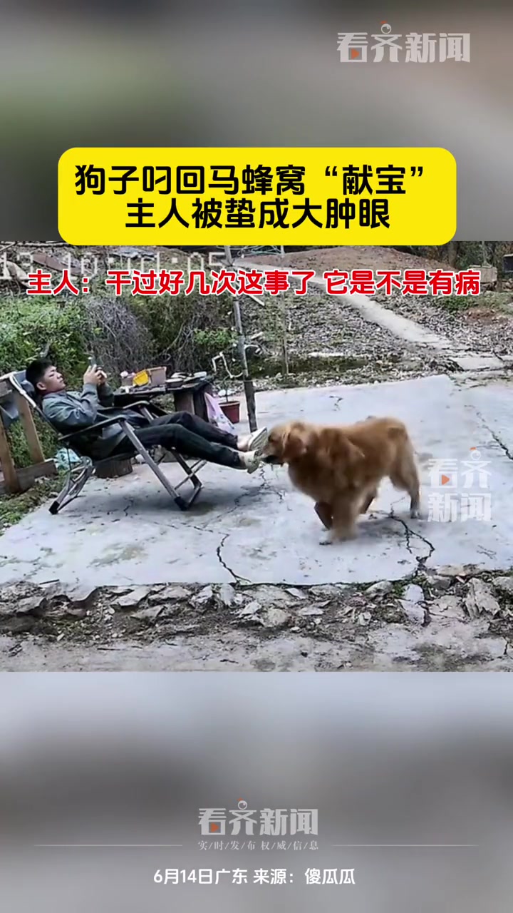 狗子叼回马蜂窝“献宝”，主人被蛰成大肿眼