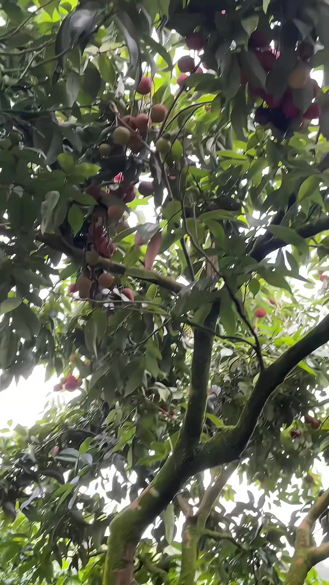 不是摘荔枝么？怎么不继续拍了...