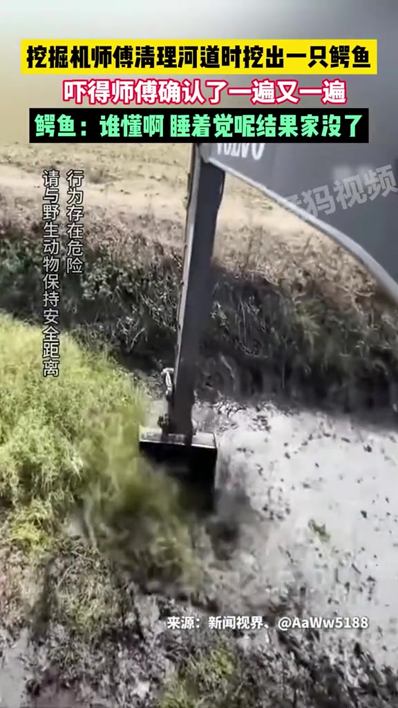 挖掘机师傅清理河道时居然挖出一只鳄鱼
