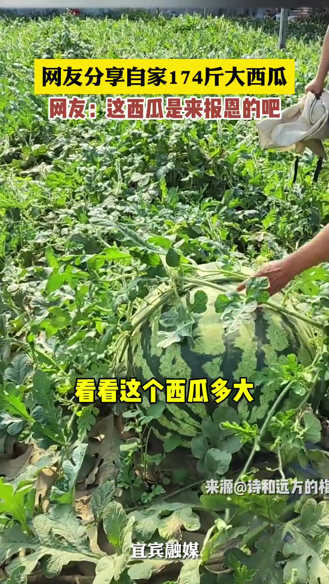网友分享自家种的174斤西瓜，这是来报恩的吧